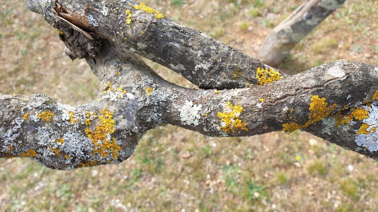 קוטיניאק L' Esmerand מראה חיצוני תמונה